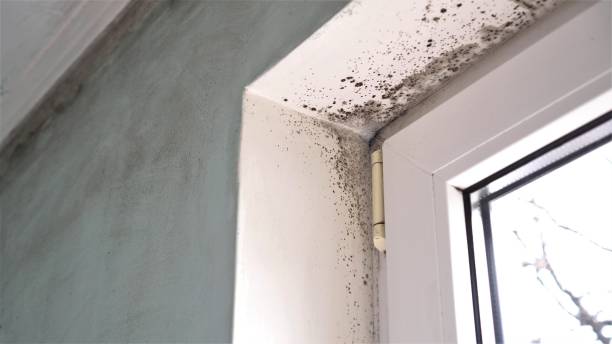 Mold Documentation for Insurance Claims in Grove City, PA